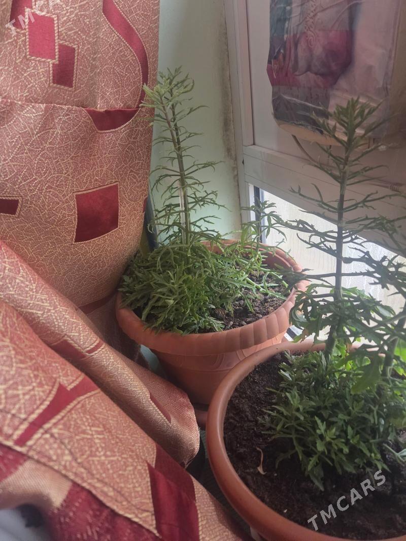 Gül - Çoganly - img 1