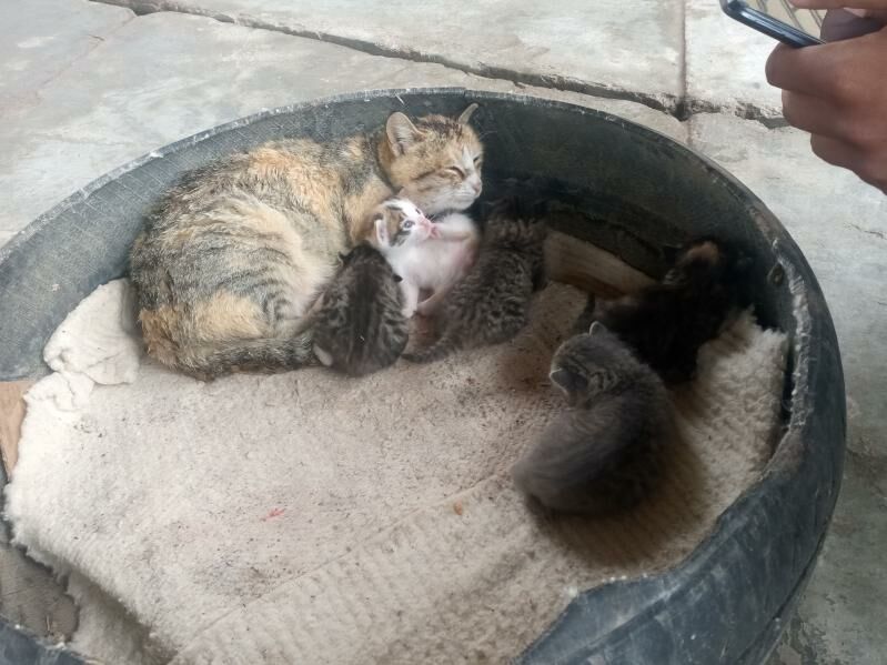 пишик машгаласы 5 чагалы пишик - Мары - img 1