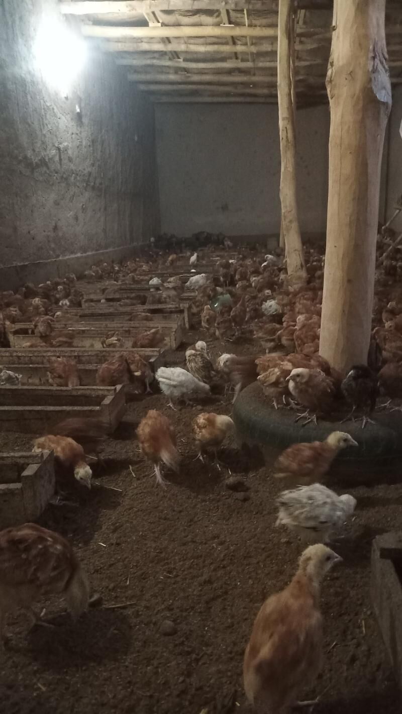 gushlar - Губадаг - img 1