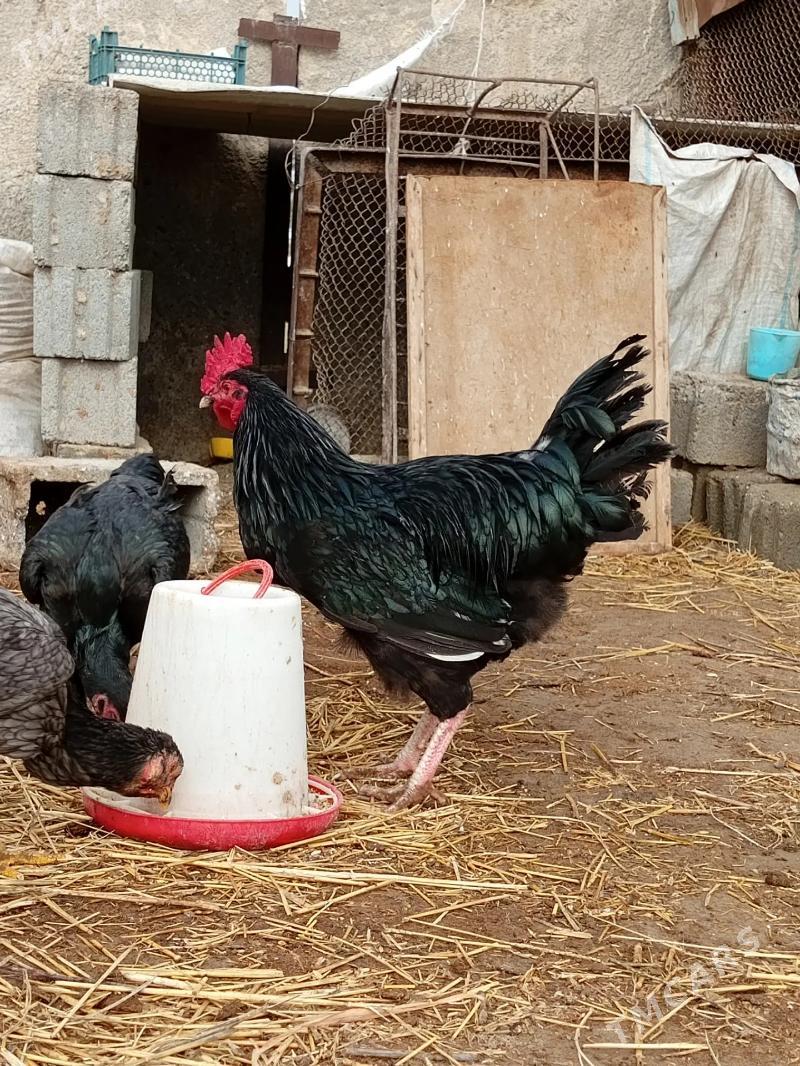 Horaz - Gökdepe - img 1