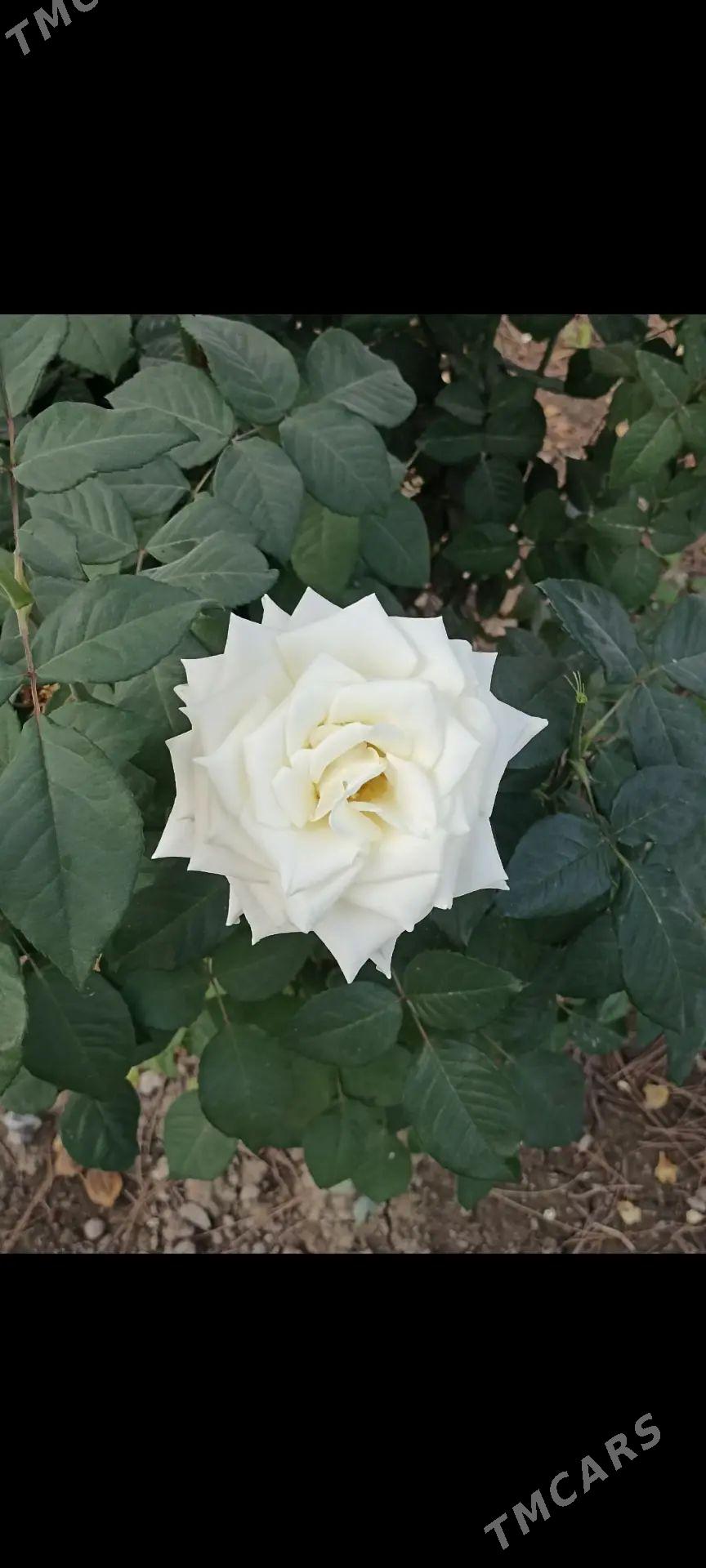 Bägül - Бузмеин - img 1