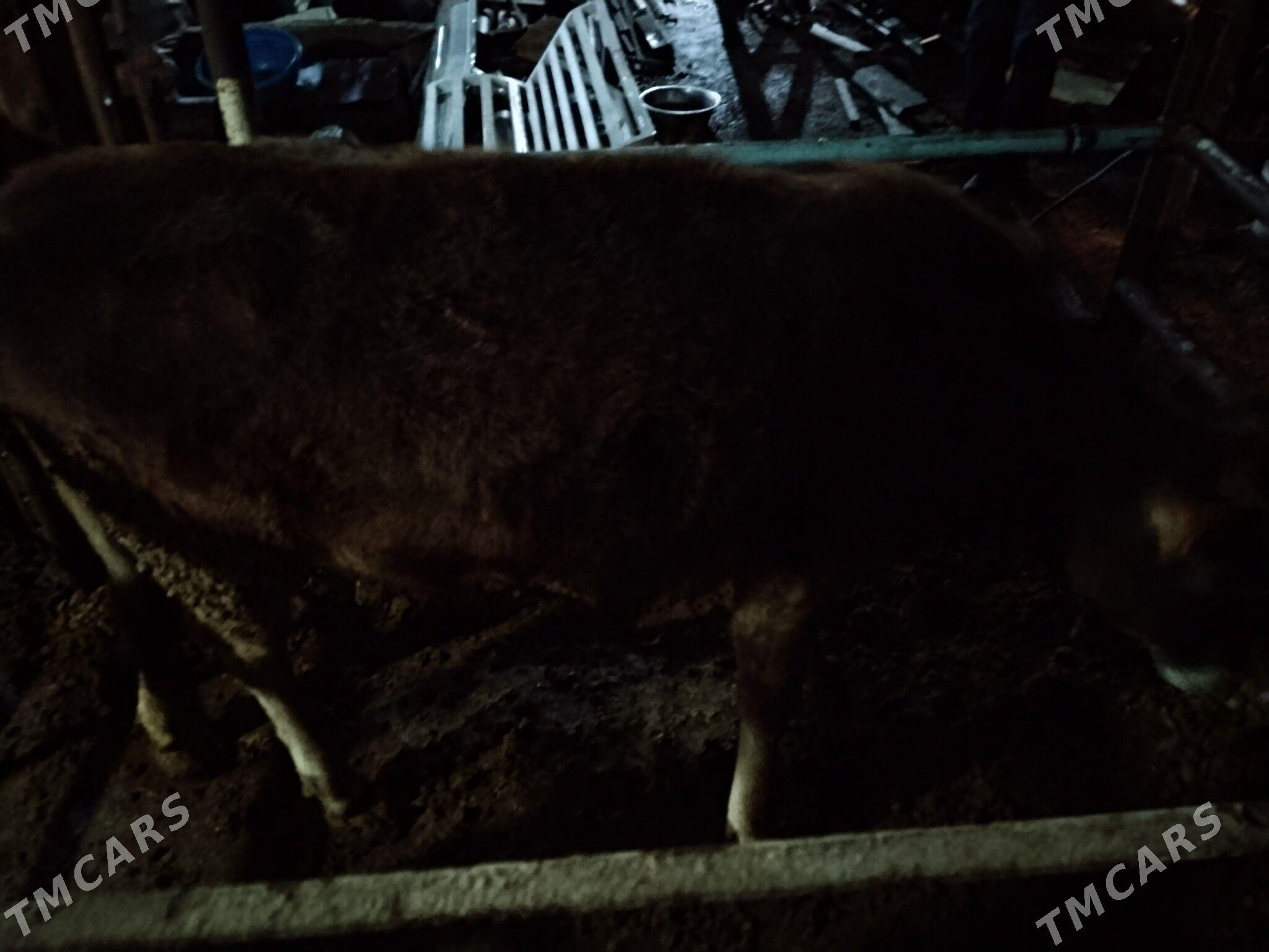 tuwe - Бахарден - img 1