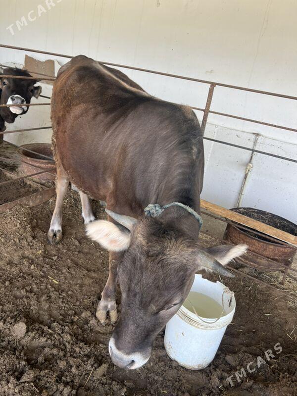 Tuwe - Бахарден - img 1