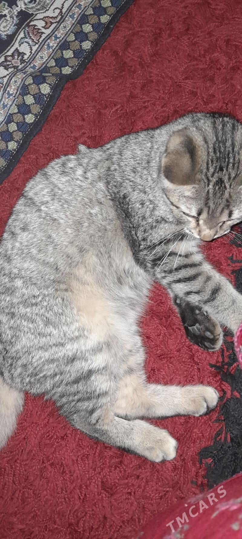 pisik - Garadamak - img 1