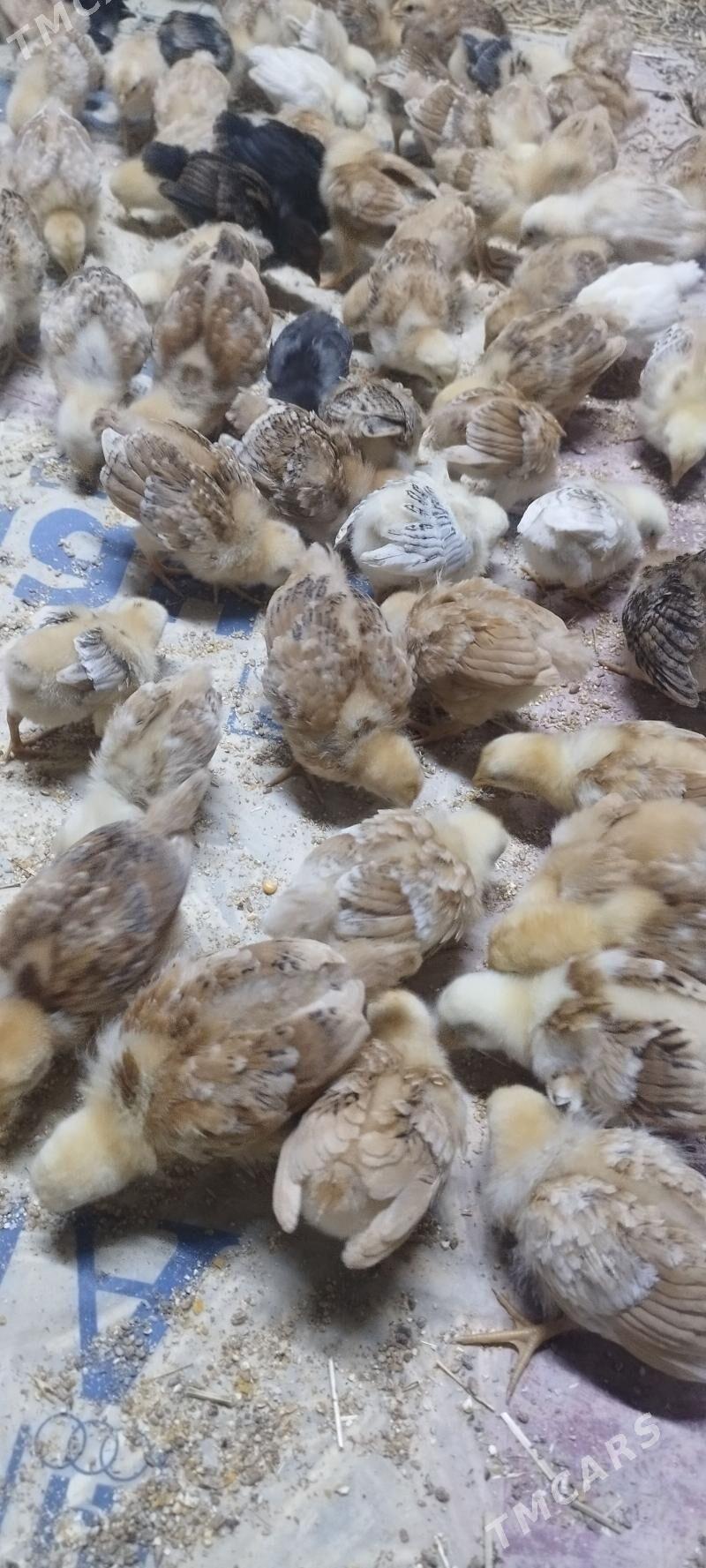 juje - Daşoguz - img 1