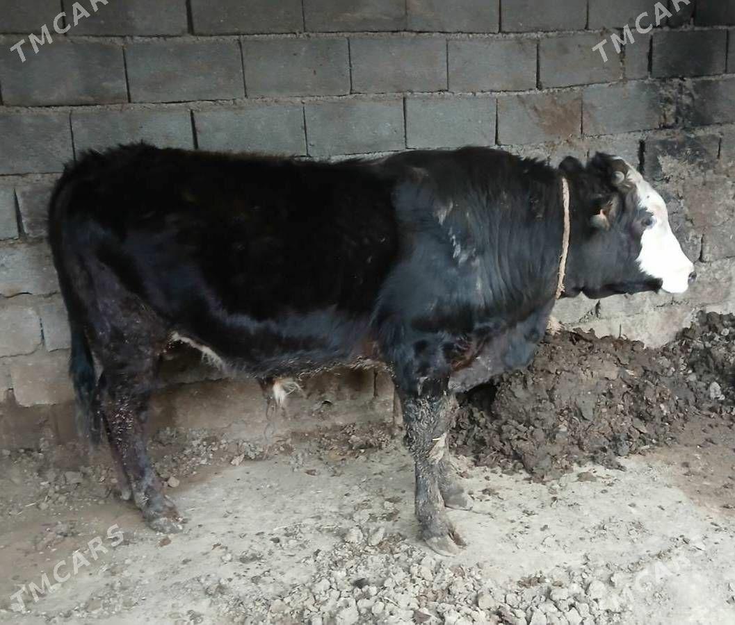 Okuz - 30 мкр - img 1