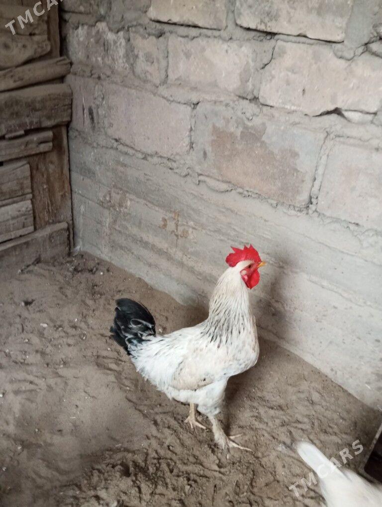 Horaz - Gumdag - img 1