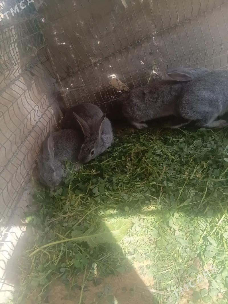 towsan - Саят - img 1