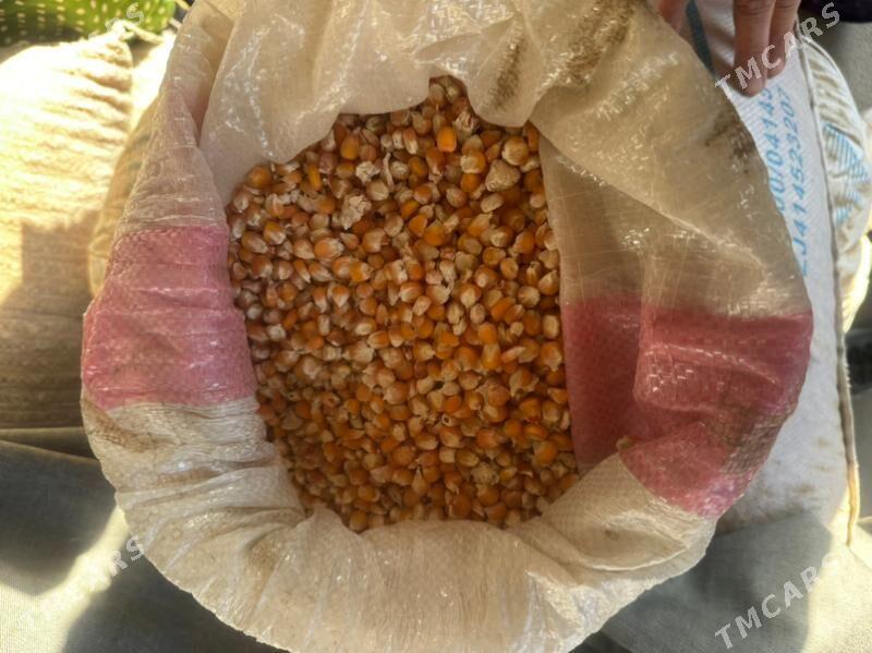 Mekge - Türkmengala - img 1