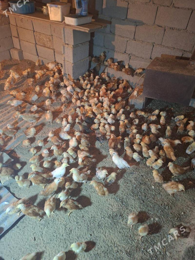 jüýje - Гёкдепе - img 1