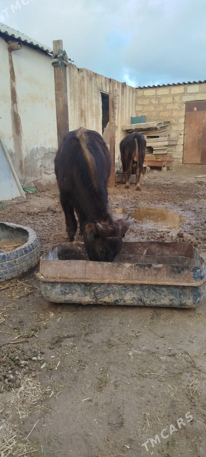 Öküzçe - Esenguly - img 1