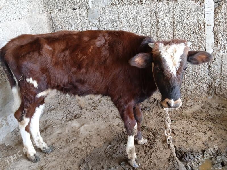 OKUZ - Херрикгала - img 1