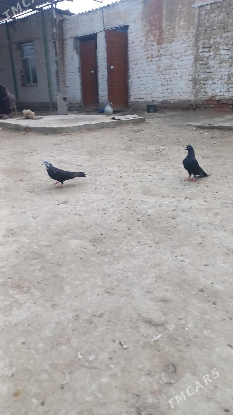 kepderi - Бахарден - img 1