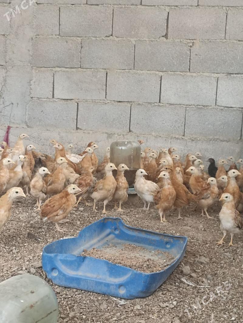 jüje - Бузмеин - img 1