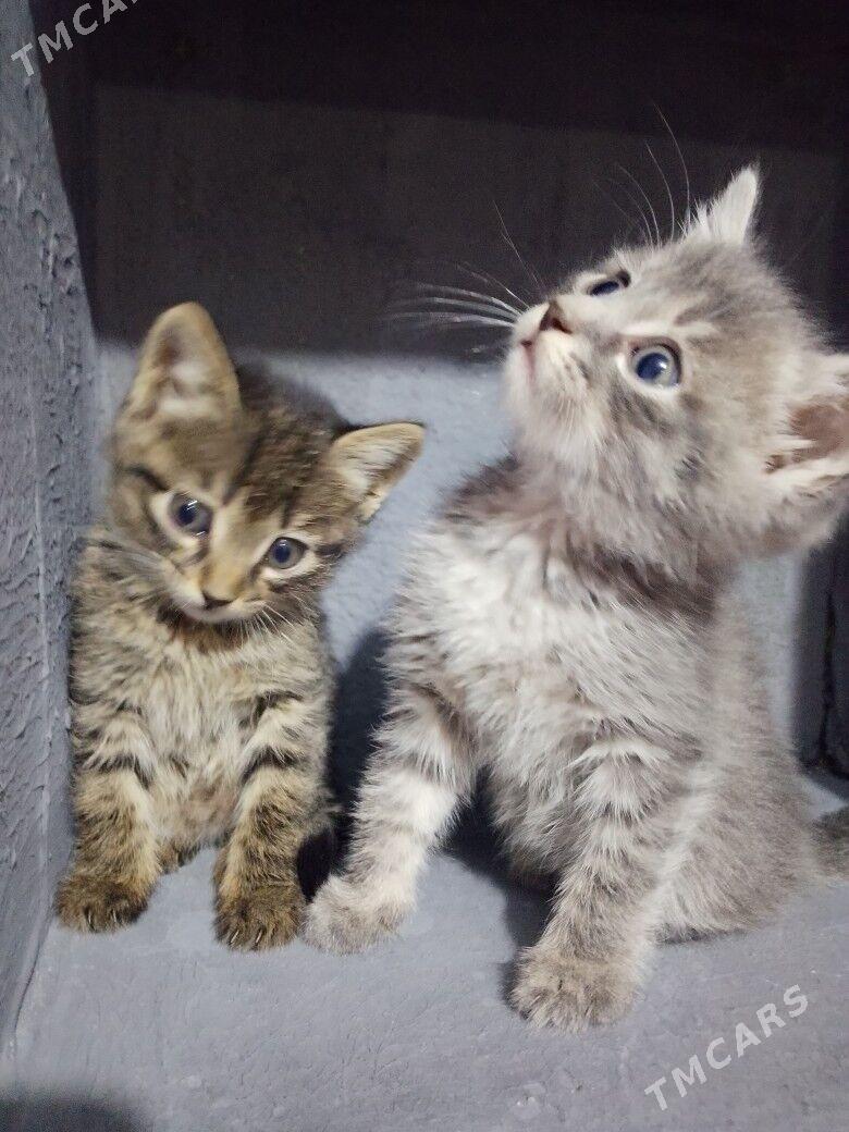 pishik - Дашогуз - img 1