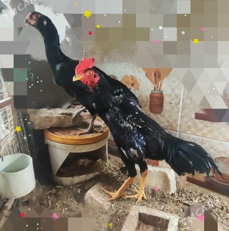 Шаппат - Туркменабат - img 1