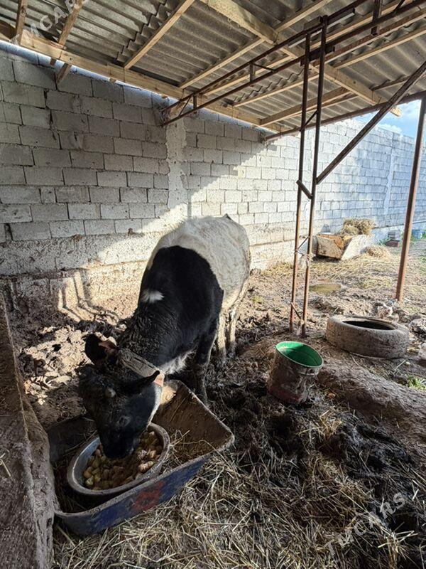 Tuwe - Гёкдже - img 1