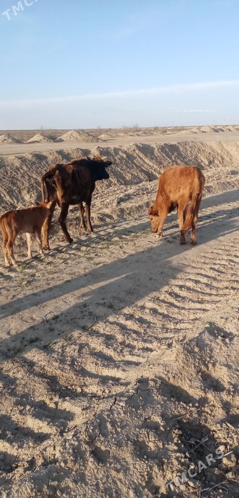 Sygyr okvz - Etrek - img 1