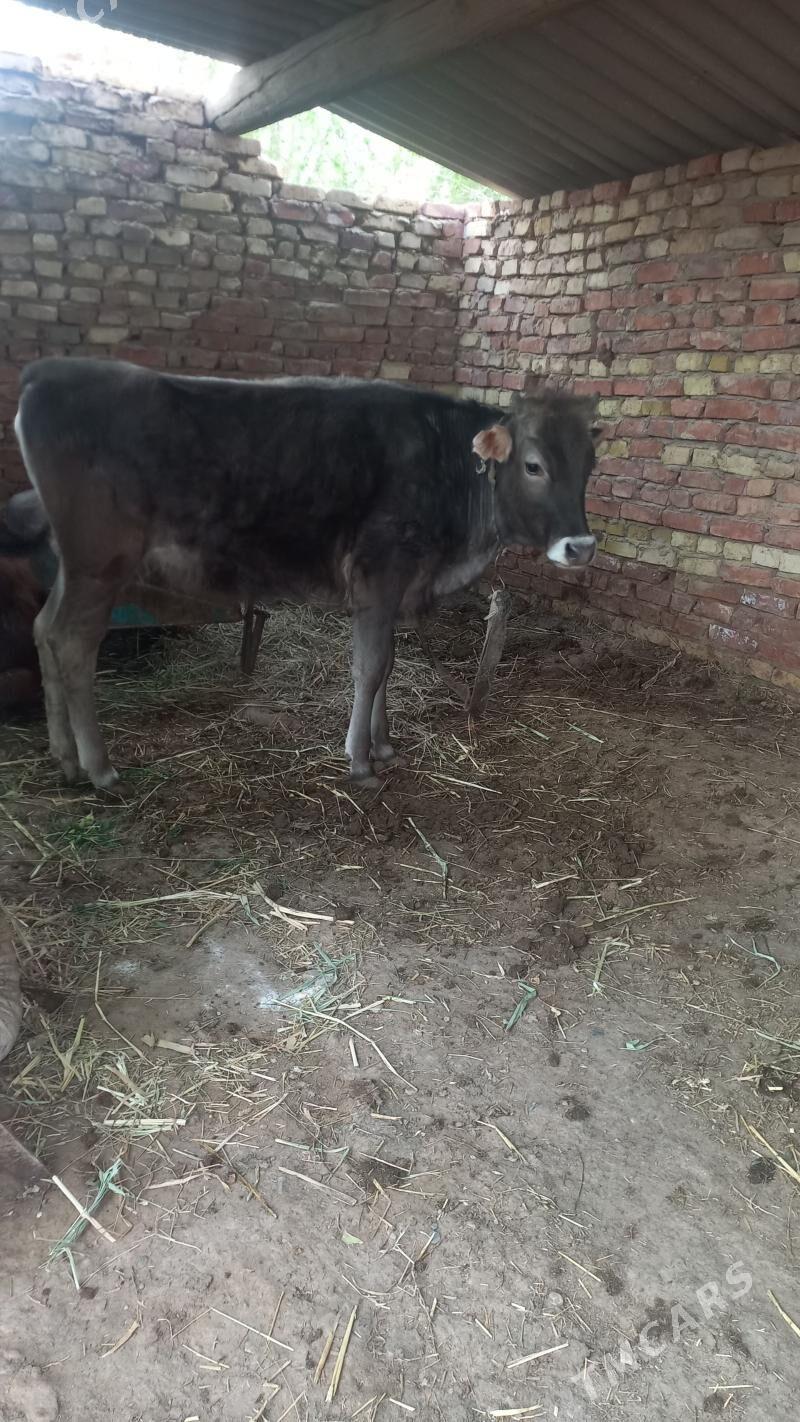 Tuwe - Кака - img 1