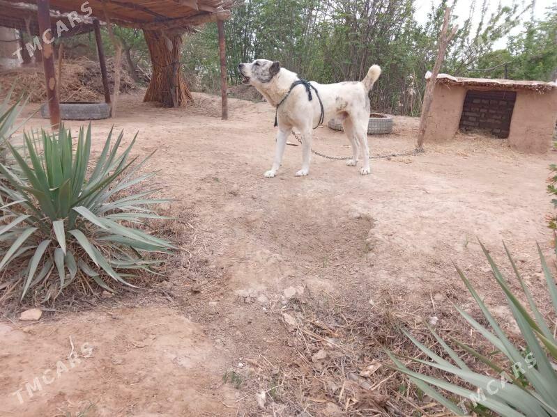 alabay - Garagum etraby - img 1