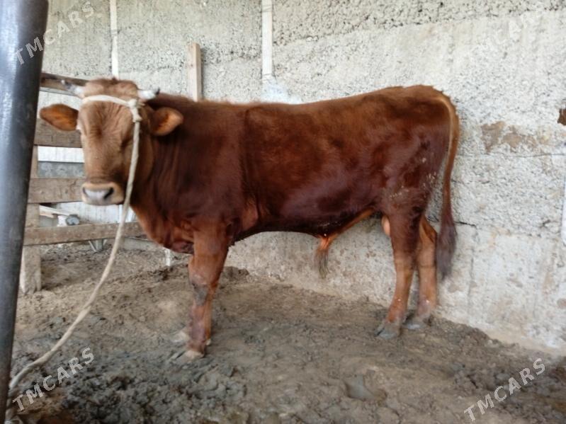 OKUZ - Херрикгала - img 1