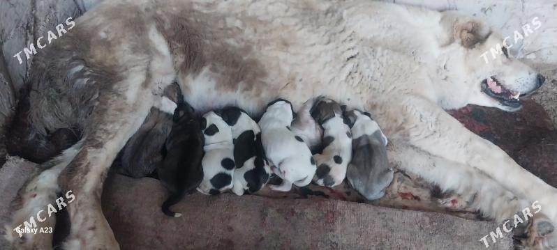 alabay - Serhetabat (Guşgy) - img 1