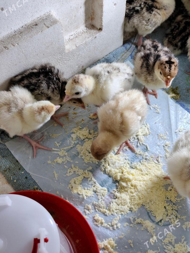 jüýje çykarýan - Aşgabat - img 1