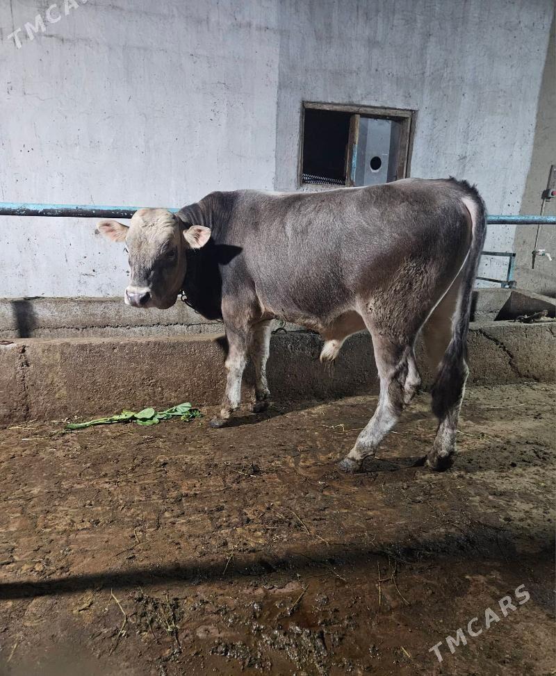 Șwes Okuz - Гёкдепе - img 1