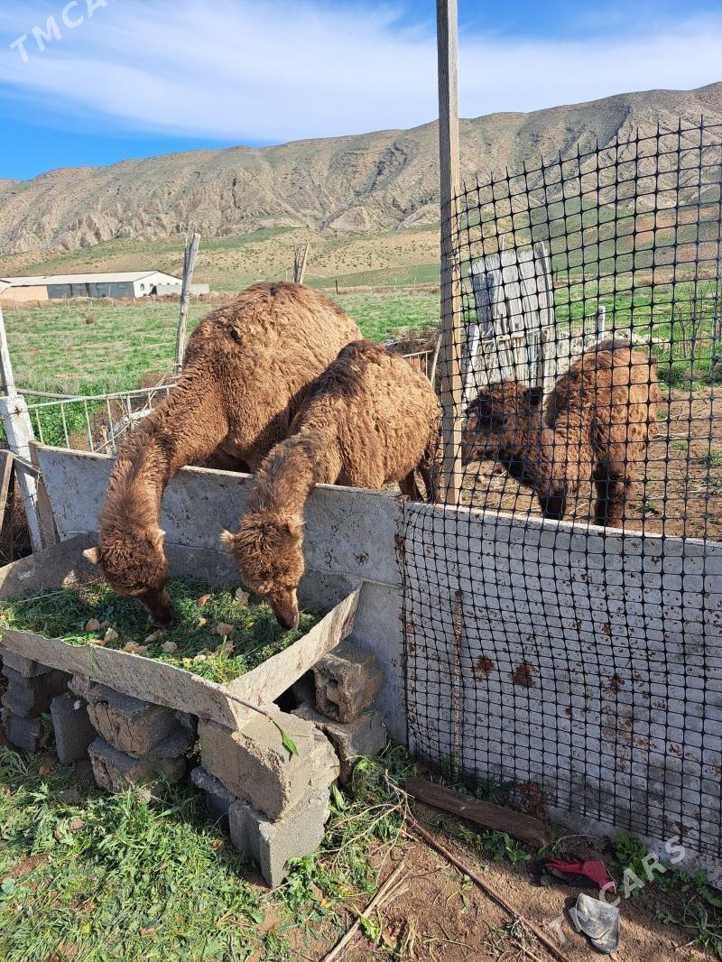 ogşuk torum - Гызыларбат - img 1