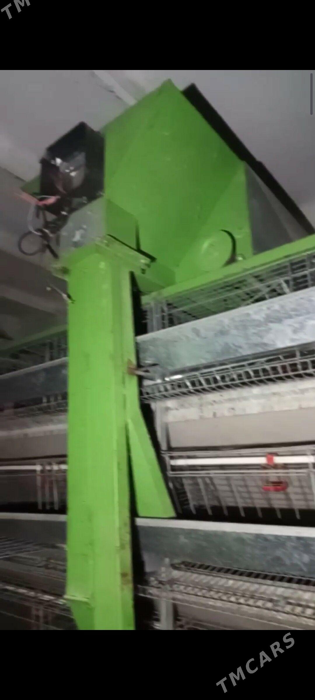 towuk saklanyan enjam - Ak bugdaý etraby - img 1