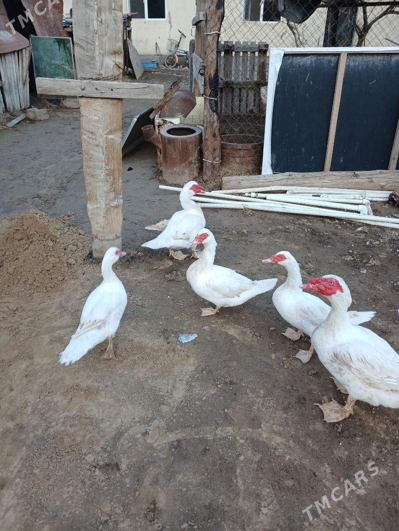 Indautga Ordek - Чоганлы - img 1