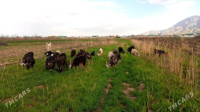 geçi owakgyl - Gökdepe - img 1