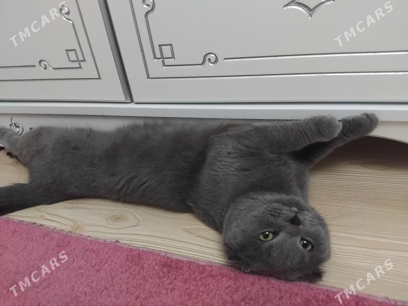 Шотландский вислоухий - Aşgabat - img 1