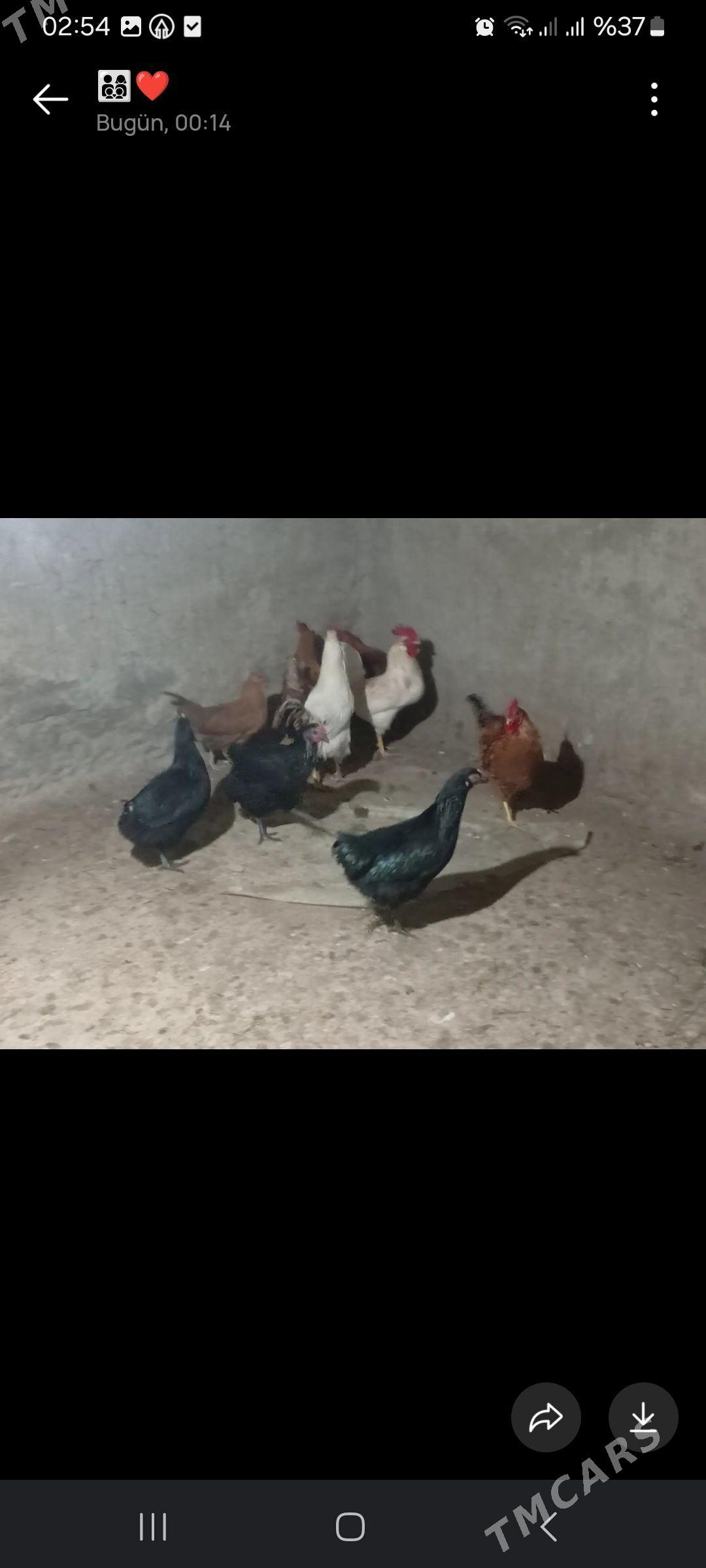 horaz - Gökdepe - img 1