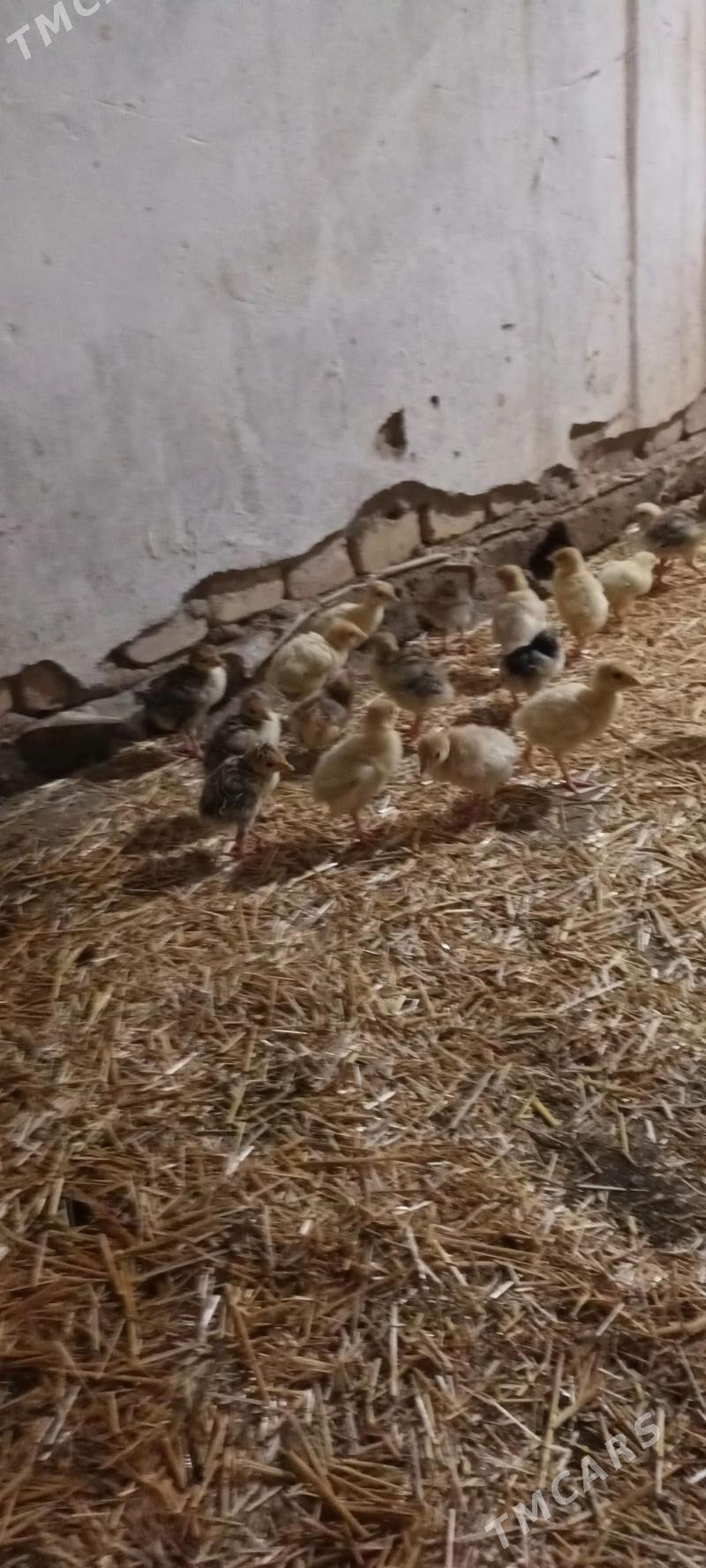 indyuk juyje - Çärjew - img 1