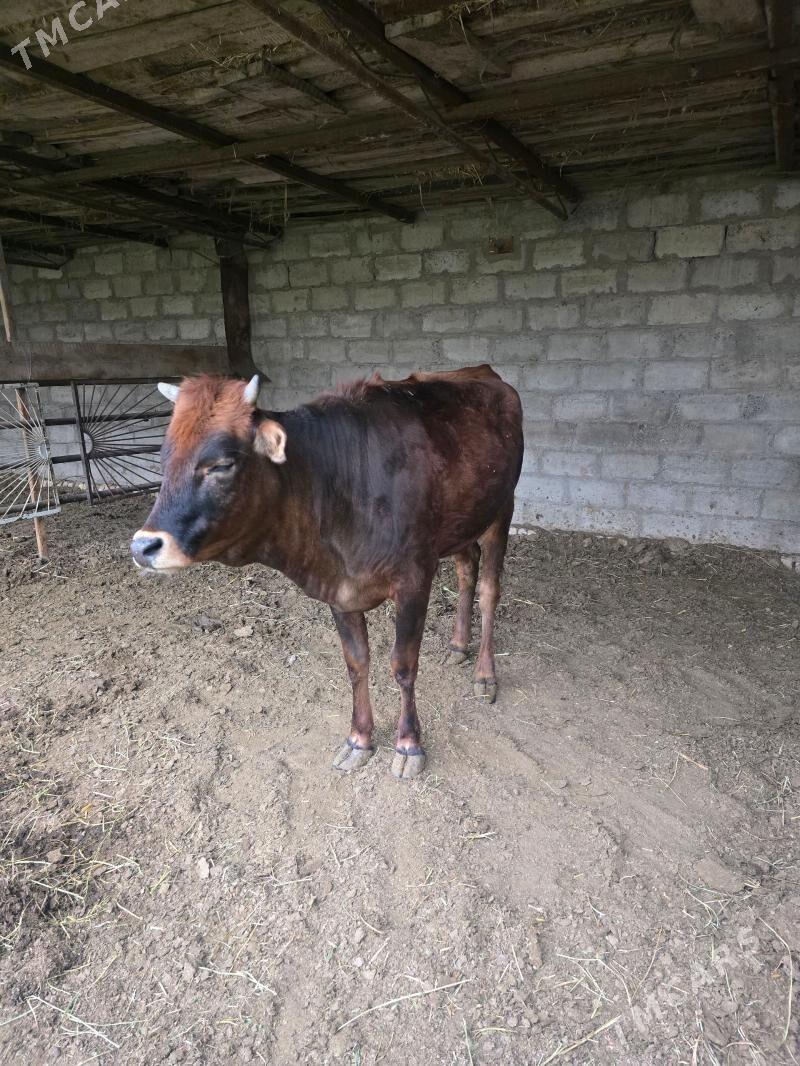 унаджын - Чарджоу - img 1