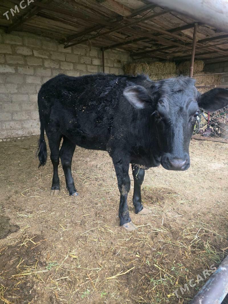 унаджын - Чарджоу - img 1