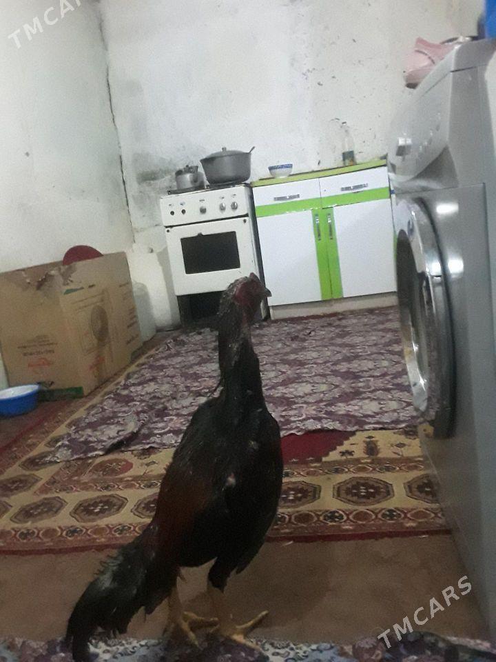 Horaz - Mary - img 1