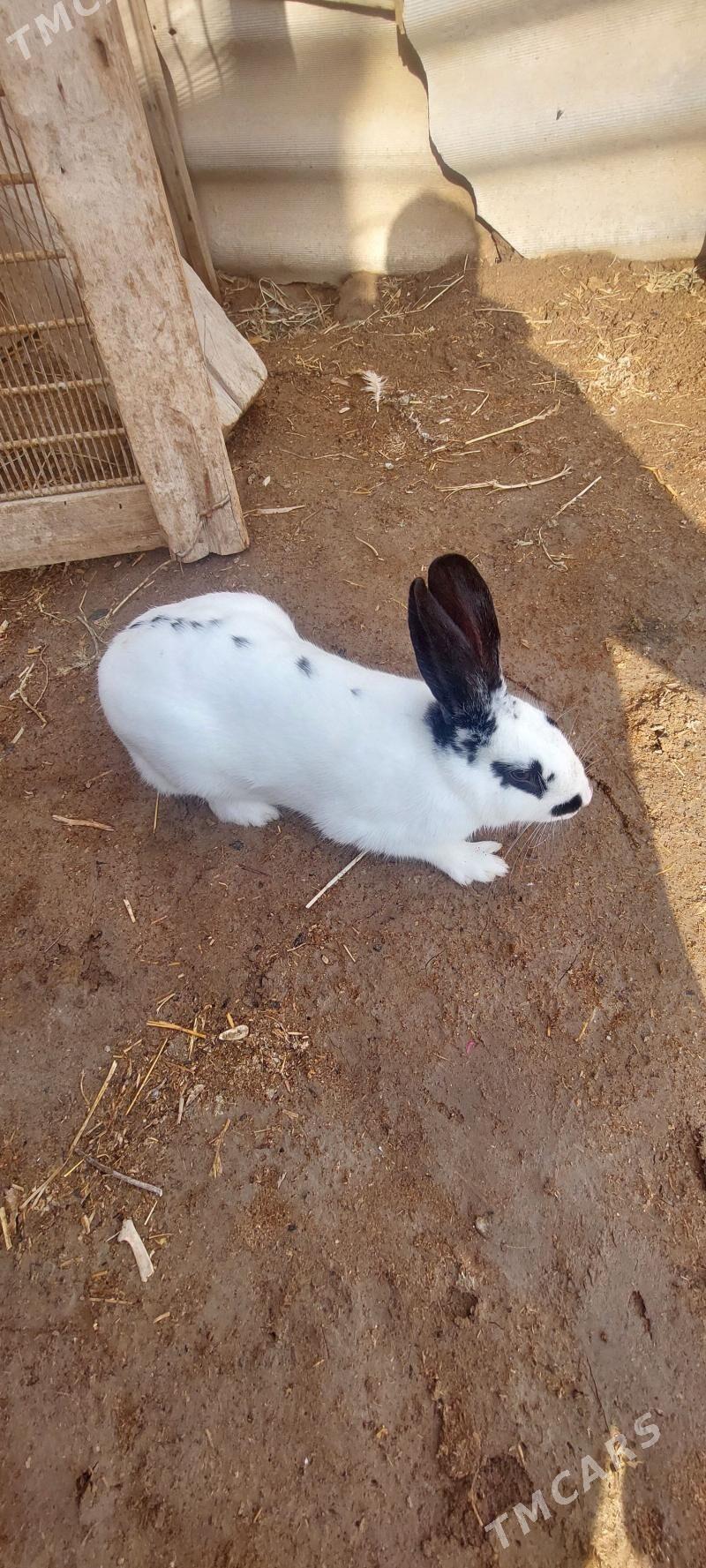 Towsan - Мургап - img 1