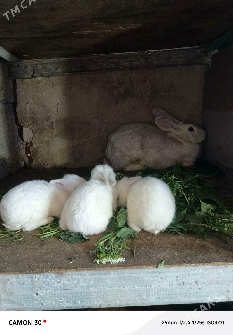 towşan - Гёкдже - img 1