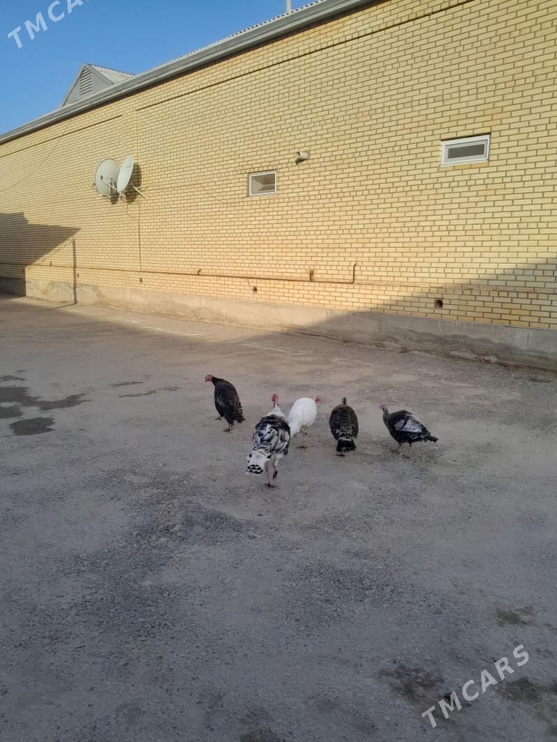 Induk - Мары - img 1