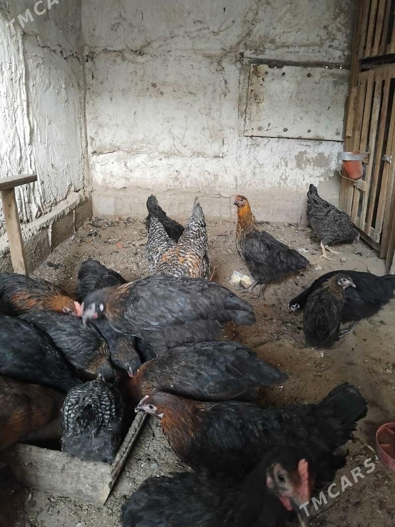 dominat - Гёкдже - img 1