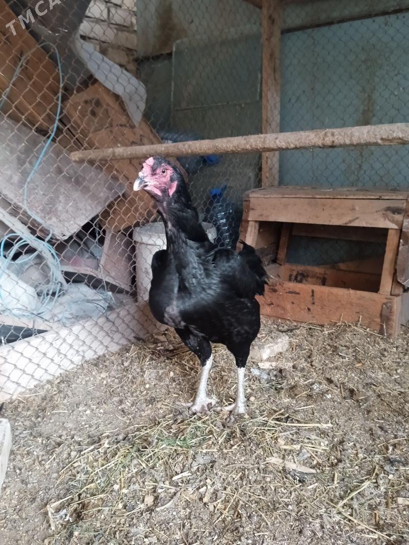 taskent - Aşgabat - img 1