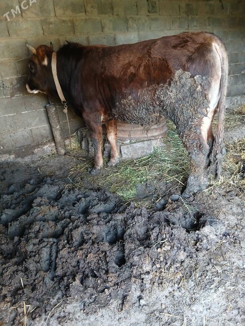 okuz - Ak bugdaý etraby - img 1