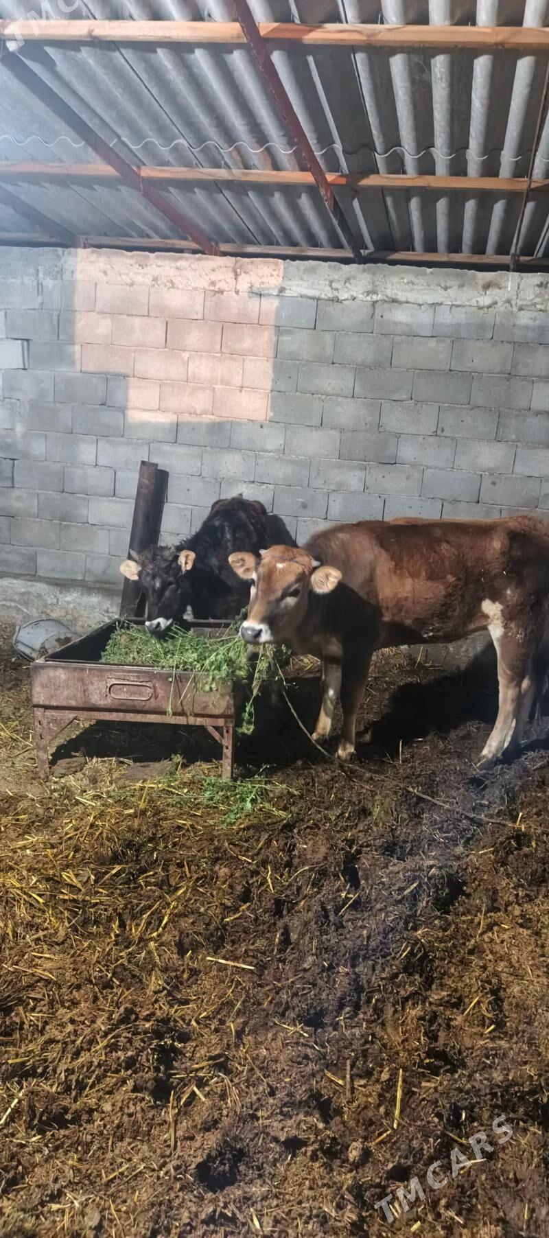 gole tohum tuwe - Гёкдепе - img 1