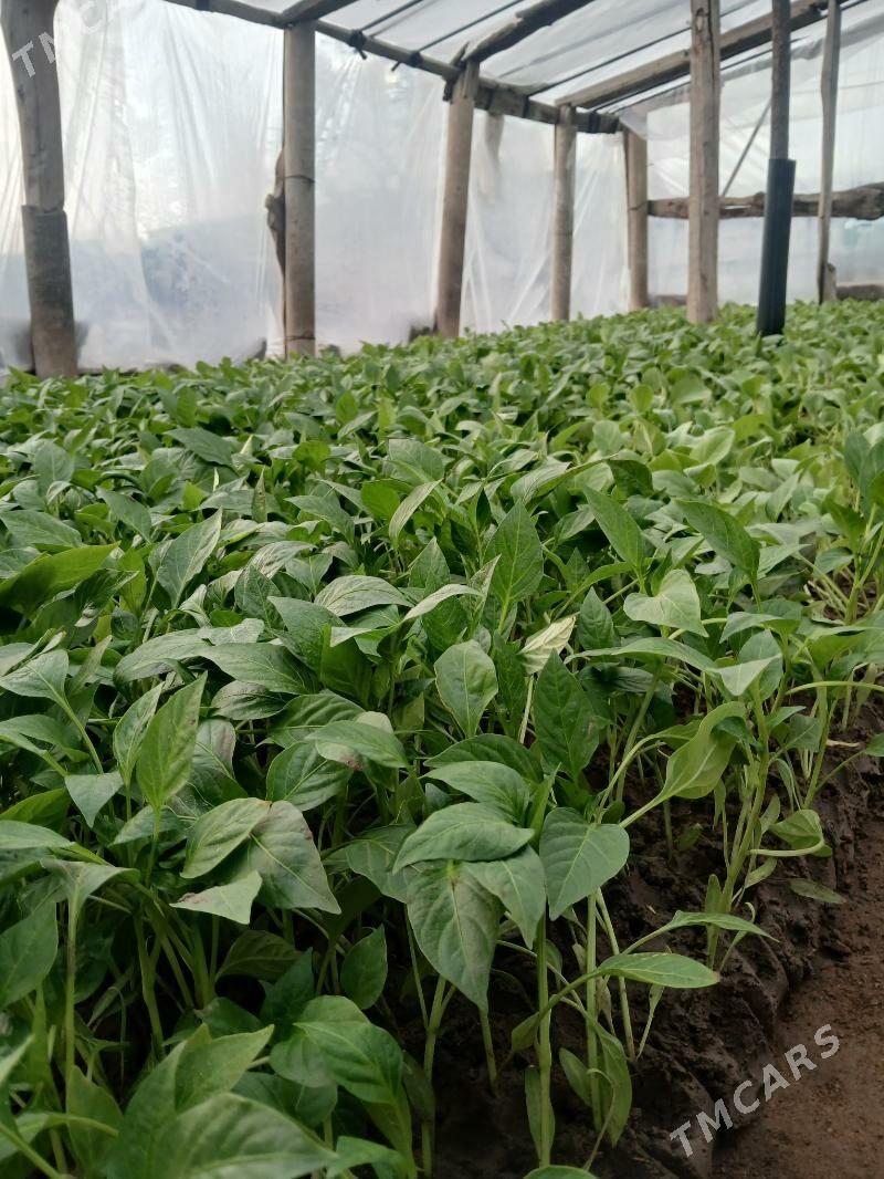 Badam bulgar - Гёкдже - img 1