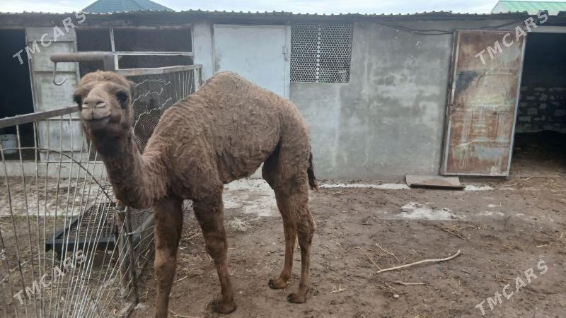 Inen - Balkanabat - img 1