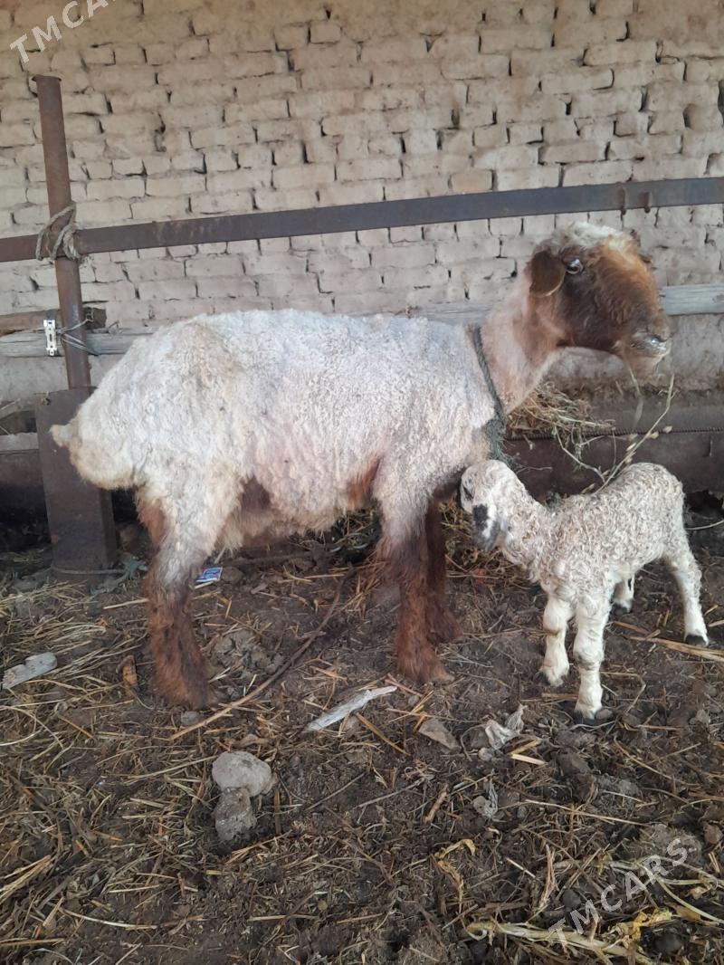 Guzyly goyun - Фарап - img 1