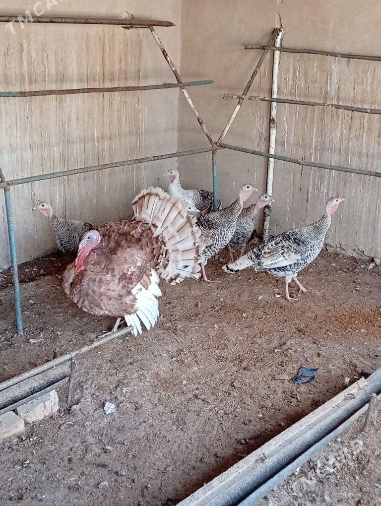 induk yumurtga - Гызыларбат - img 1