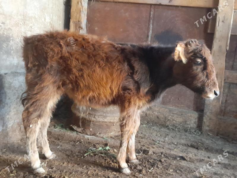 òkùz - Gyzylarbat - img 1